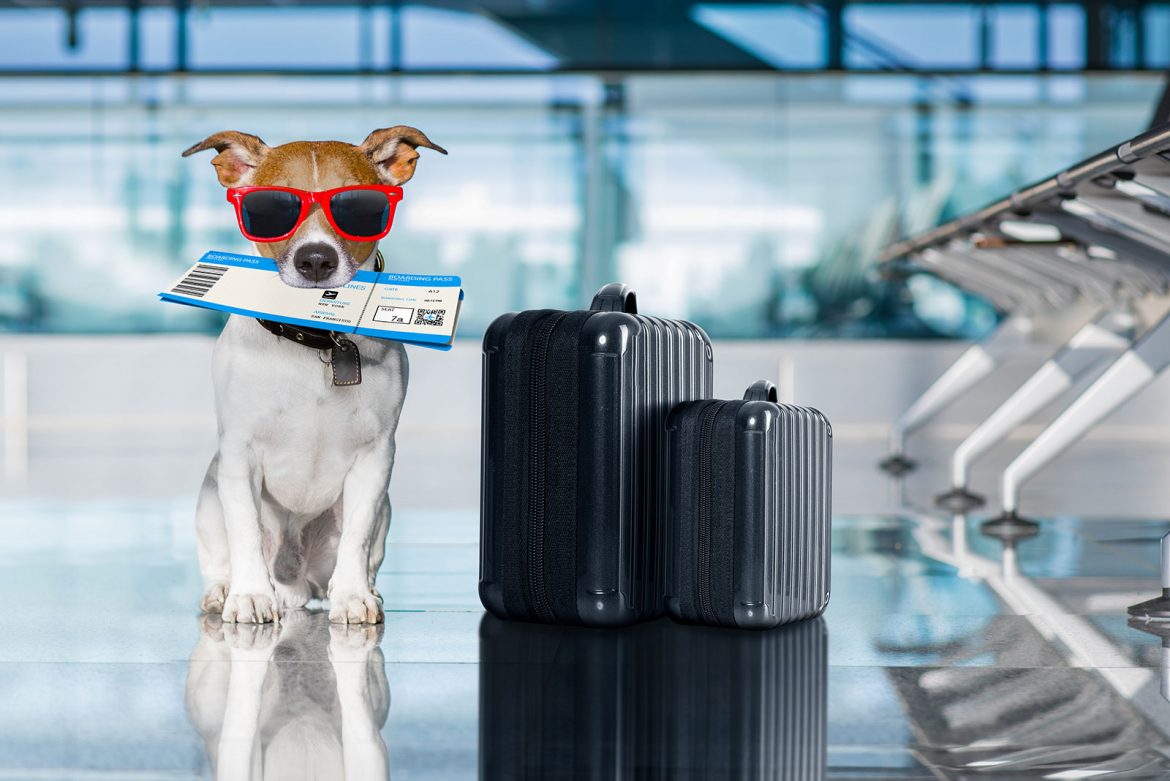 pet travel united states